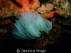 feather-duster worm by Jessica Hugo 